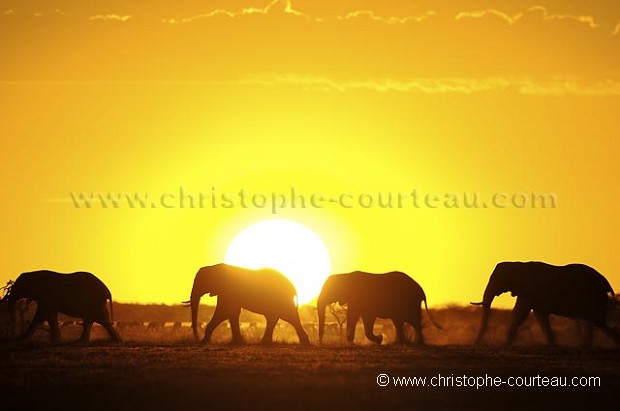 Troupeau d'éléphants dans le desert du Kalahari.