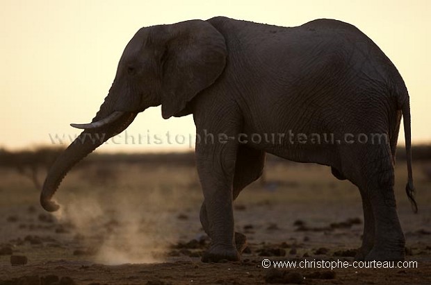 Elephant dans la poussiere
