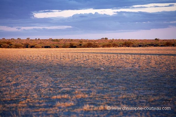 Desert du Kalahari dans la lumiere du soir