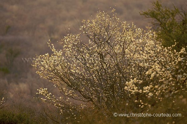 Buisson du desert du Kalahari en fleur.