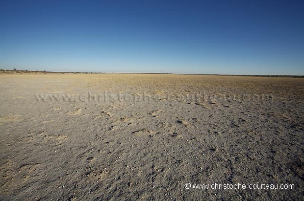 Désert du Kalahari à la saison sèche.