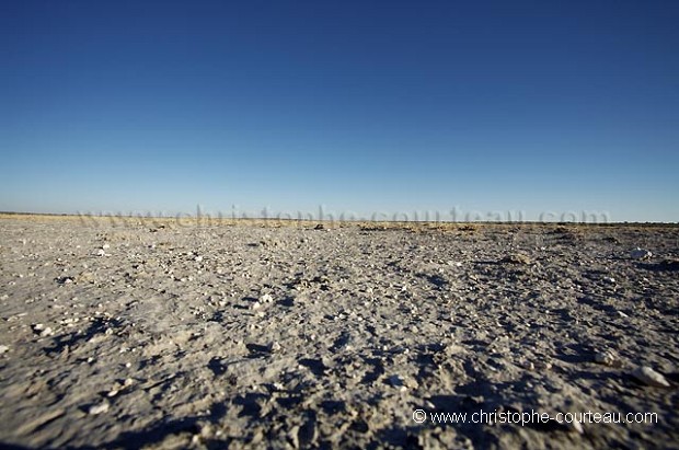 Désert du Kalahari à la saison sèche.