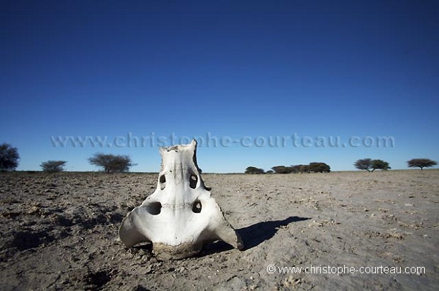 reste de Squelette dans le desert du Kalahari