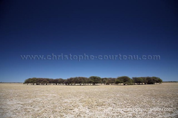 Bosquet dans le Pan de Deception dans le désert du Kalahari Central.