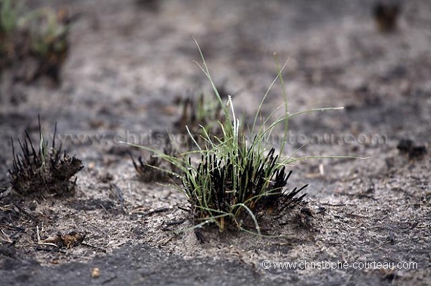 Grass re-greening in the Kalahari Desert