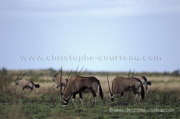 Oryx Gemsboks in the Kalahari Desert