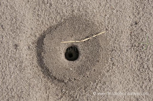 Colonie de fourmis dans le sol du desert du Kalahari.