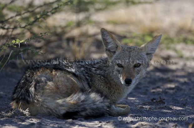 Black-Backed Jackal resting in the shade, avoids the Heat in the Kalahari Desert.