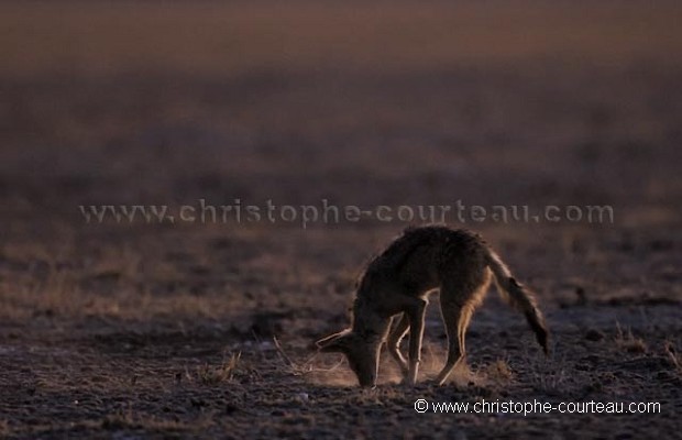 Chacal à chabraque au crépuscule en train de chasser des scorpions dans le désert du Kalahari