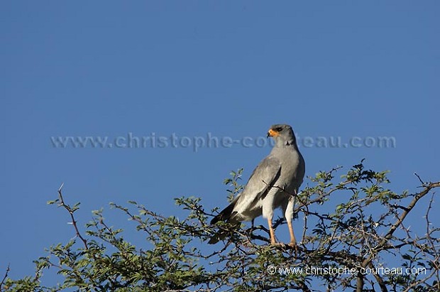 Pale Chanting Goshawk sitted on a tree