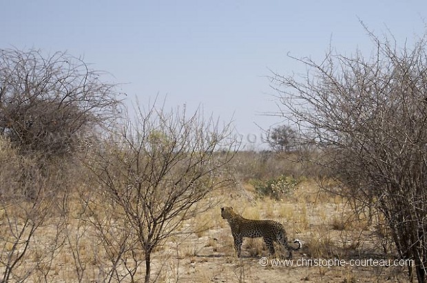 Male Leopard hunting in the Kalahari Desert during the daytime.