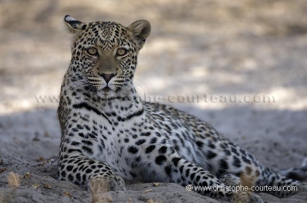 Léopard jeune male à l'ombre d'un buisson dans le désert du Kalahari