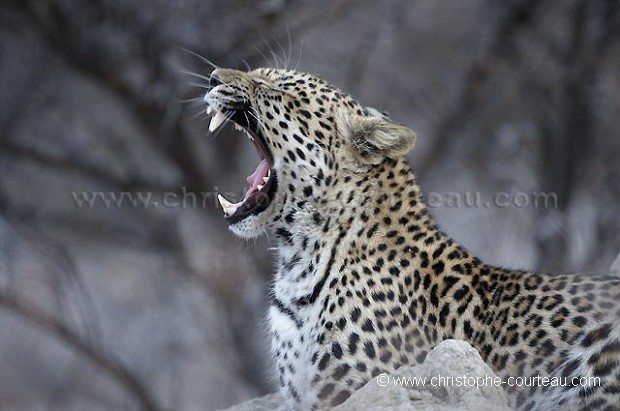 Leopard resting on a Termite Mound at dusk