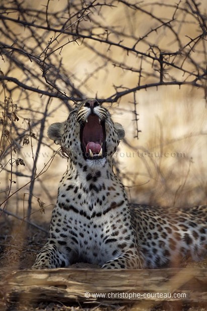 Léopard en train de bailler à l'ombre d'un buisson dans le désert du Kalahari.