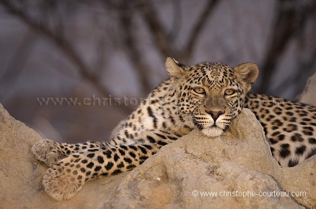 Leopard resting on a Termite Mound at dusk