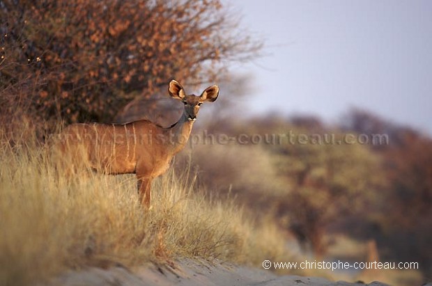 Greater Kudu Female coming out from the thickets early in the morning