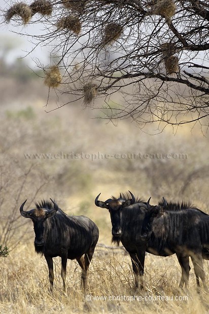 Wildebeest resting in the Shade in the Central Kalahari Desert.