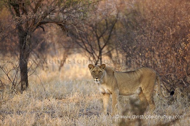 Lion du Kalahari : Lionne sortant du couvert d'pineux pour une seconde seulement...