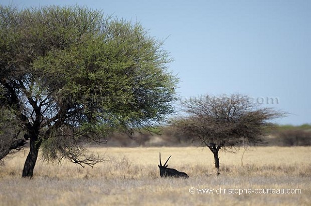 Oryx Gemsbok in the Kalahari Desert.