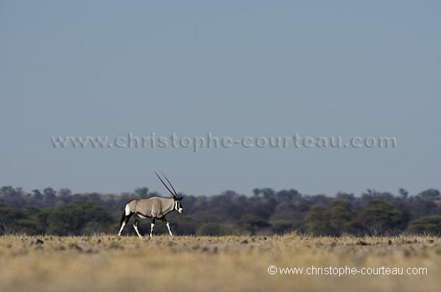 Gemsbok in Kalahari Desert