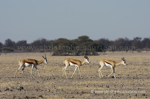 Springboks en file indienne dans le désert du Kalahari.