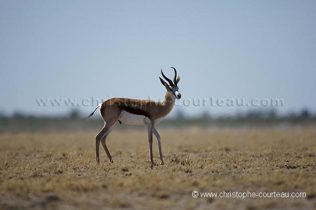 Springboks walking in the Heat of the Kalahari Desert.
