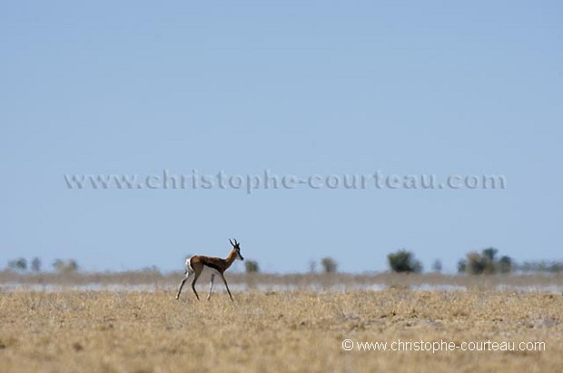 Springbok sous la chaleur accablante dans le désert du Kalahari.