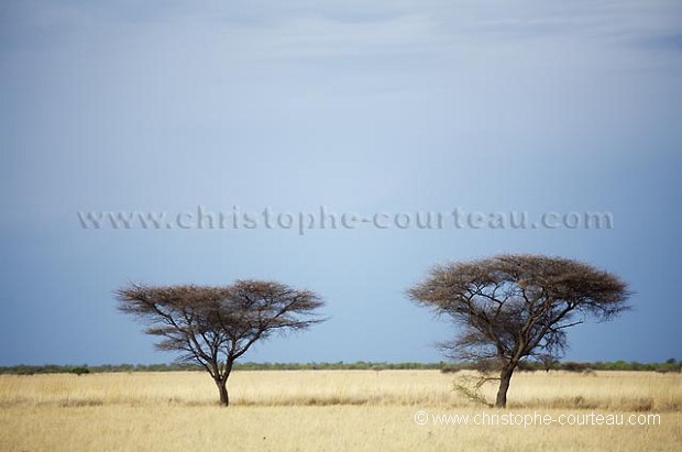Acacias dans le desert du Kalahari.
