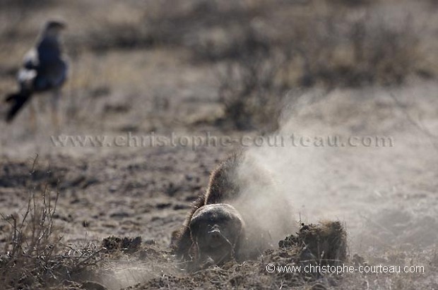 Ratel en train de fouiller le sol du Kalahari