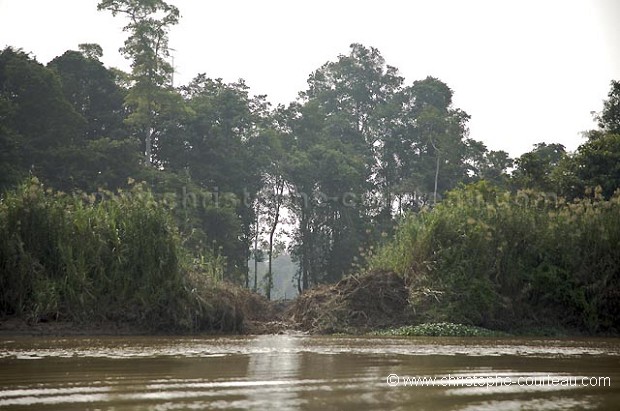 Kinabatangan River, Plantation de palmiers  huile jusqu'au bord de la rivire
