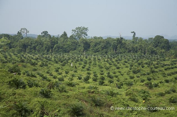 Plantation de palmiers à huile à Bornéo.