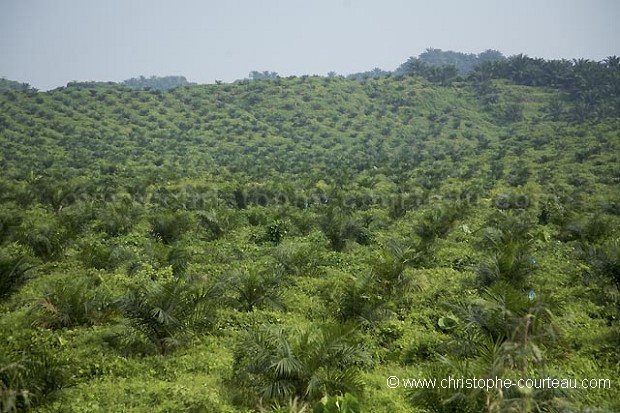 Plantation de palmiers  huile  Borno.