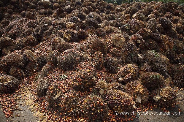 Industrie de l'huile de palme