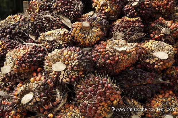 Fruits rcolts pour la fabrication de l'huile de palme  Borno.