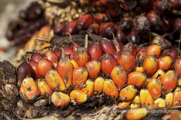 Fruits rcolts pour la fabrication de l'huile de palme  Borno.