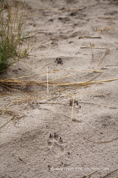 Wild Dogs Footprints