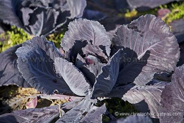 Red Cabbage in Winter time.