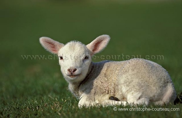 Lamb, newborn in March
