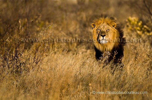 Lion du désert du Kalahari.