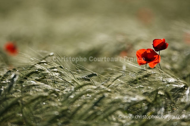 Common Poppies among crops.