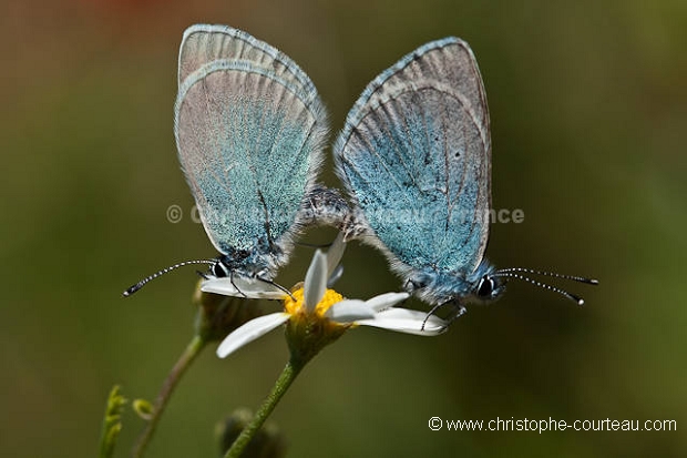 Couple de papillons Argus bleu en train de s'accoupler