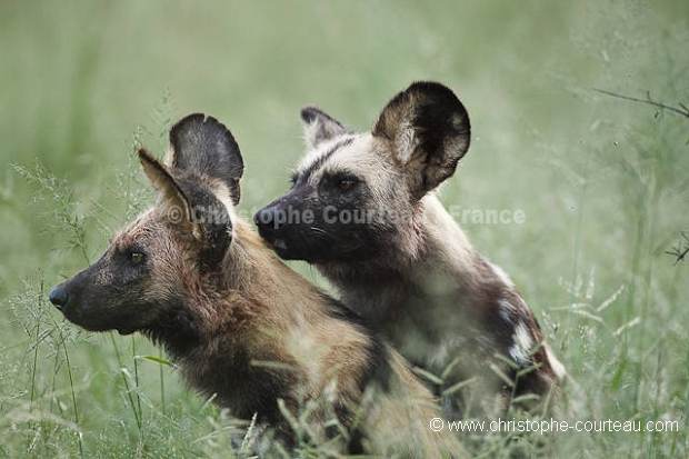 wild dogs mating