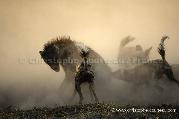 Wild Dogs Fighting on Hyaena
