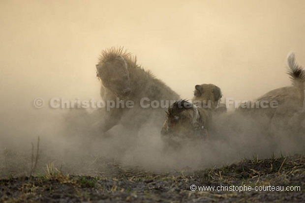 Wild Dogs Fighting on Hyena