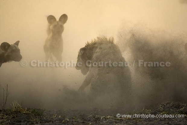 Wild Dogs Fighting with Hyena