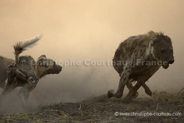 African Wild Dogs Fighting against Spotted Hyena