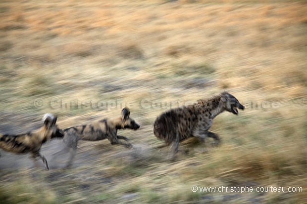 African Wild Dogs Fighting against Spotted Hyena
