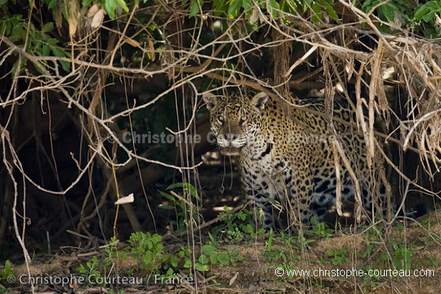 Jaguar, female pregnant.
