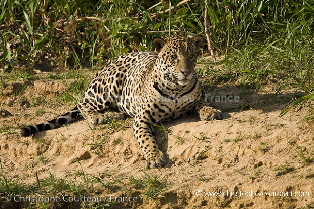 Jaguar Male.
