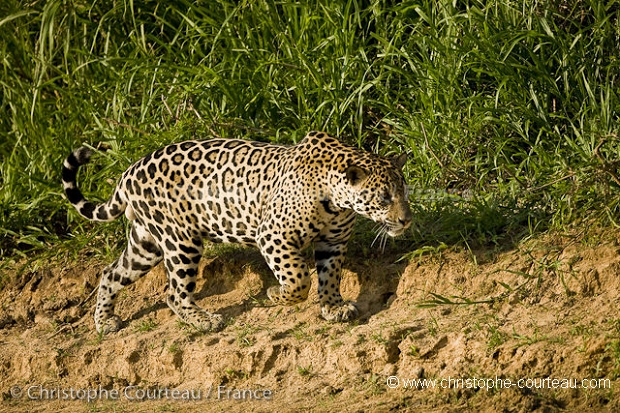 Jaguar Male.